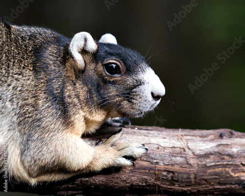 Fox Squirrel Stock Photos. Fox Squirrel head close-up with a blur background resting on a branch and enjoying its habitat and environment. Portrait. Picture. Image. photo