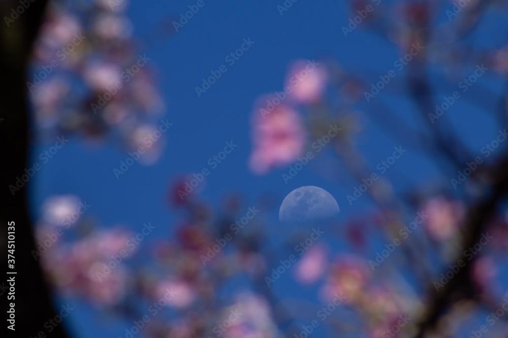 Fototapeta premium Lua no céu com moldura de galhos de ipê rosa e fundo azul.