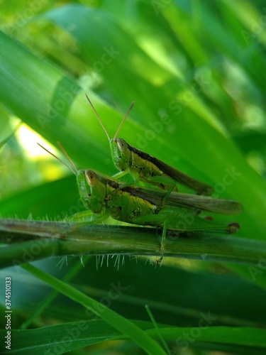 Close up of grasshopper mating. Macro photography. Macro Insect. 