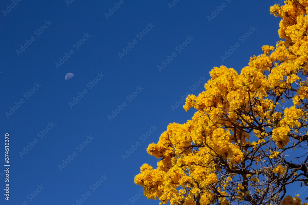 Lua no céu azul e topo de um ipê amarelo florido.