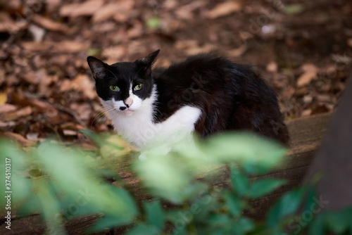 森の中にいる白黒猫
