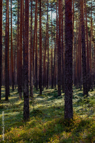 Fototapeta Naklejka Na Ścianę i Meble -  Pine tree forest morning background with copy space