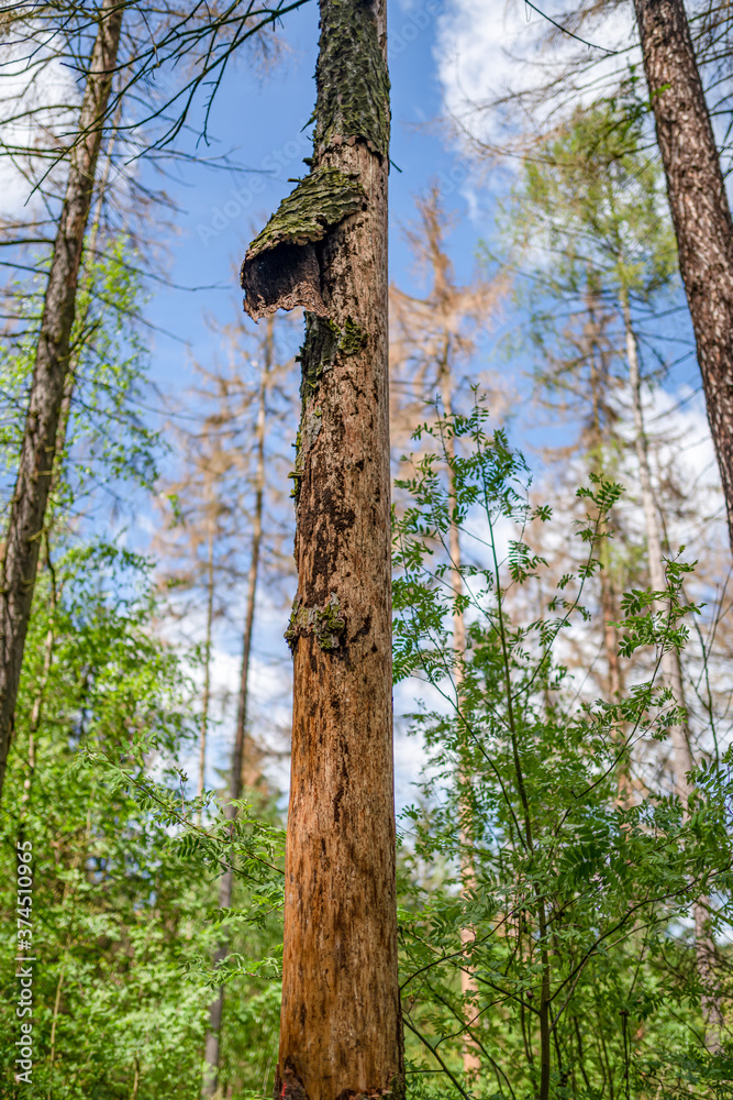 Fototapeta premium Naturkatastrophe Borkenkäferplage - Fichten verlieren ihre Rinde