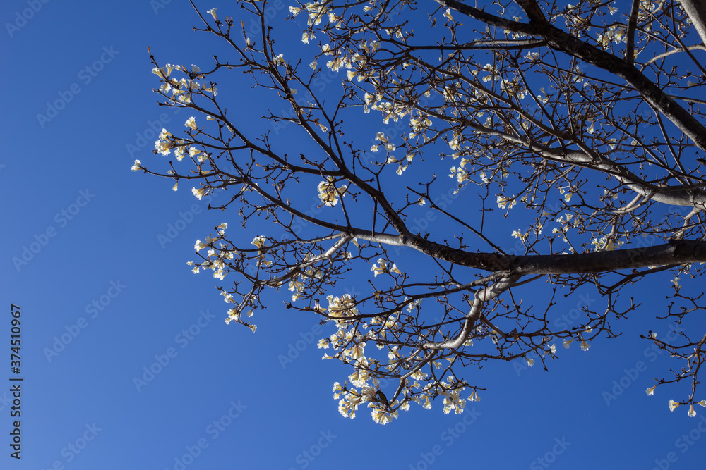 Vários galhos de ipê branco com muitas flores. Vários galhos de ipê branco com muitas flores.