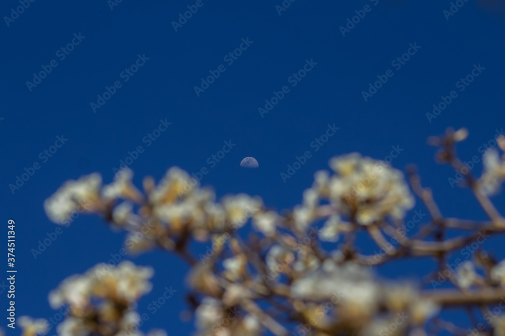 Céu azul com lua entre galhos floridos de ipê branco. Céu azul com lua entre galhos floridos de ipê branco.