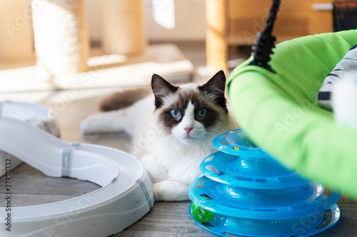 Cuadro en lienzo Ragdoll Kater