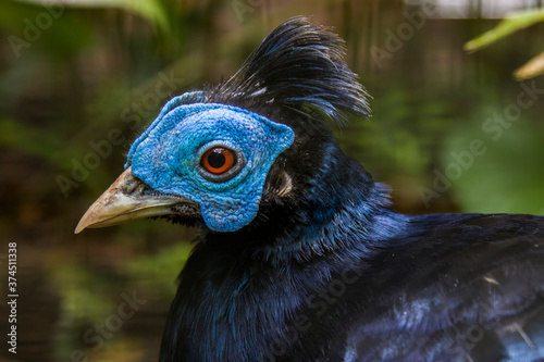 The male crested fireback (Lophura ignita) , a forest pheasant with a peacock-like dark crest, bluish black plumage, reddish brown rump, black outer tail feathers, red iris and bare blue facial skin. 