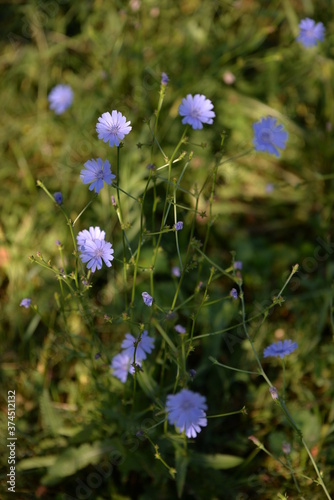 medicinal plant Cichorium intybus. chicory flower in blooming period