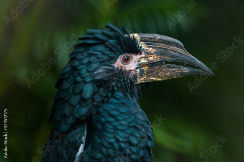 The trumpeter hornbill (Bycanistes bucinator) is a medium-sized hornbill,  photo