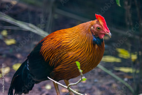 The male Sri Lankan junglefowl (Gallus lafayettii). It is a member of the Galliformes bird order which is endemic to Sri Lanka, where it is the national bird.  photo