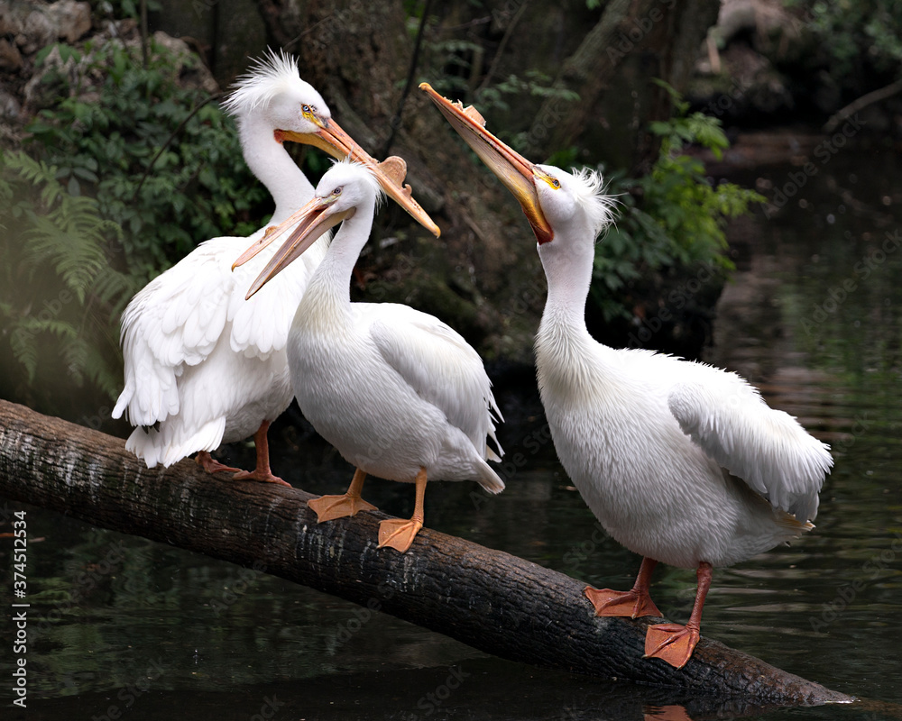 White Pelican Stock Photo. Picture. Image. Portrait. Close-up profile view. Three white pelicans standing on log by the water. White Pelican Stock Photo. Picture. Image. Portrait. Close-up profile view. Three white pelicans standing on log by the water.