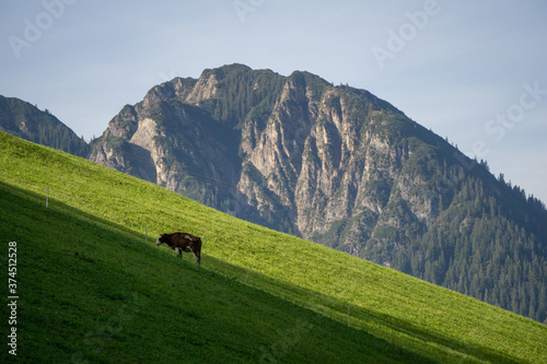 Cow grazing on a steep alpine meadow