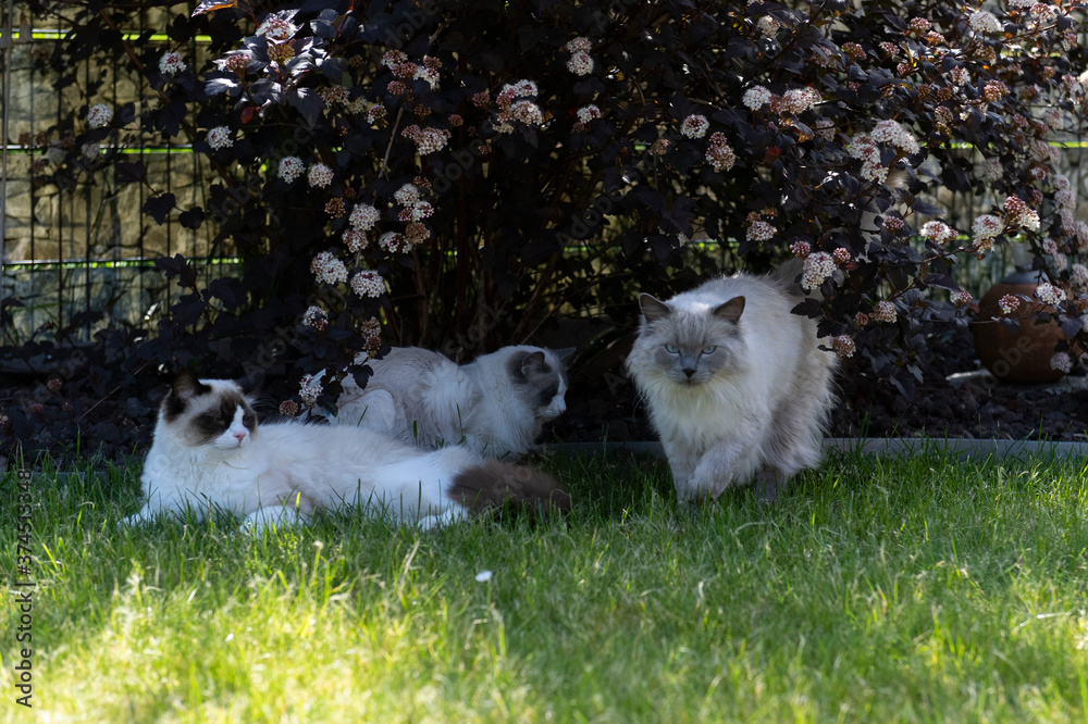 Fototapeta premium Ragdoll Katzen