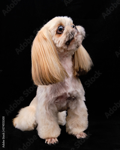 Shih Tzu dog, a neat pet, without overgrown eyes and ears, with a well-groomed shiny coat, a neat haircut.
