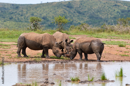 Three white rhinos at a waterhole