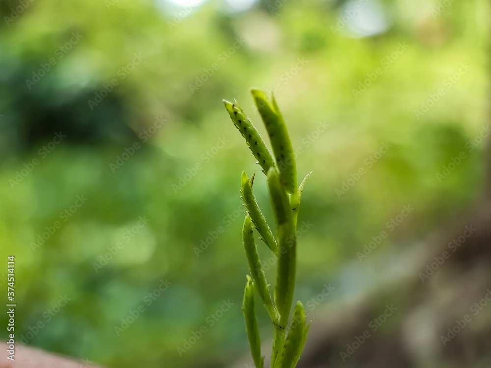 A new sapling has grown on the farmland. A new sapling has grown on the farmland.