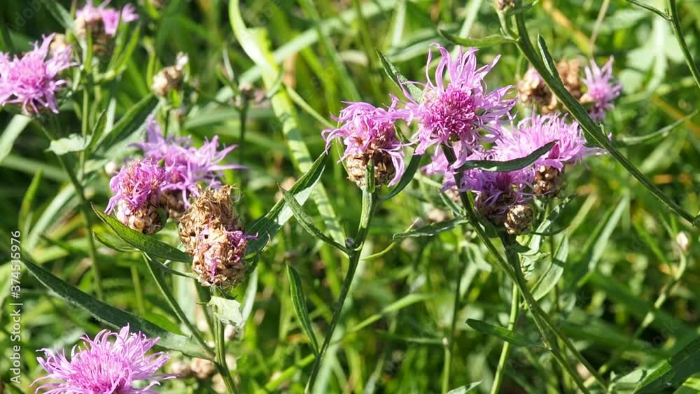 Grow purple flowers of Serratula Lycopifolia plant Grow purple flowers of Serratula Lycopifolia plant
