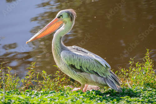 Pelicans are a genus of large water birds that make up the family Pelecanidae. Bird close up near the water in the summer.