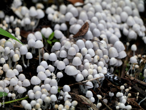 Tiny  white color mushrooms  or conks  on a decaying tree  selective focus