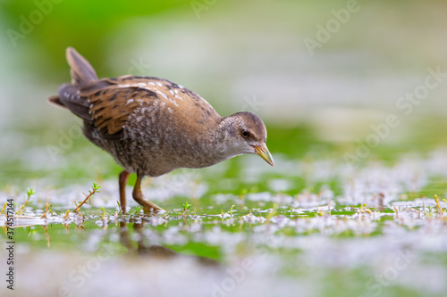 Close up of a juvenile little crake(Zapornia parva) foraging at a swamp in the Netherlands.