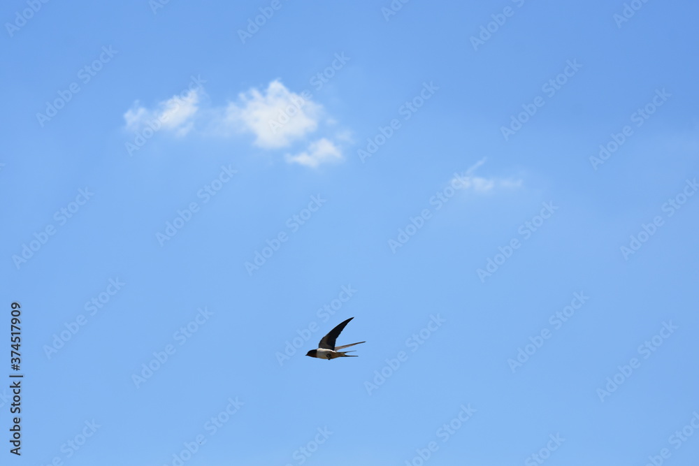 single bird flying in the sky