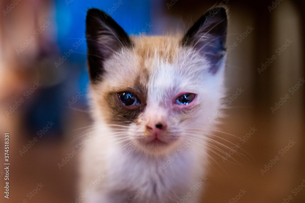 Small and young kitty cat with pinkeye disease