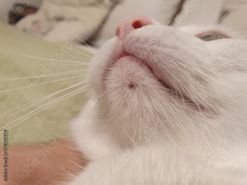 Photography Domestic Cat's ACNE. Black dot under white cat chin