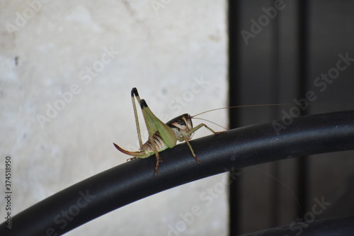 close up of a big grasshopper
