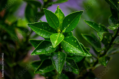 raindrops on a lemon leaves