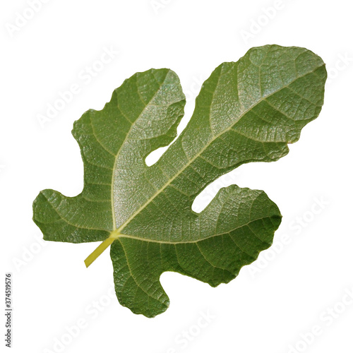 Green fig leaf on white background