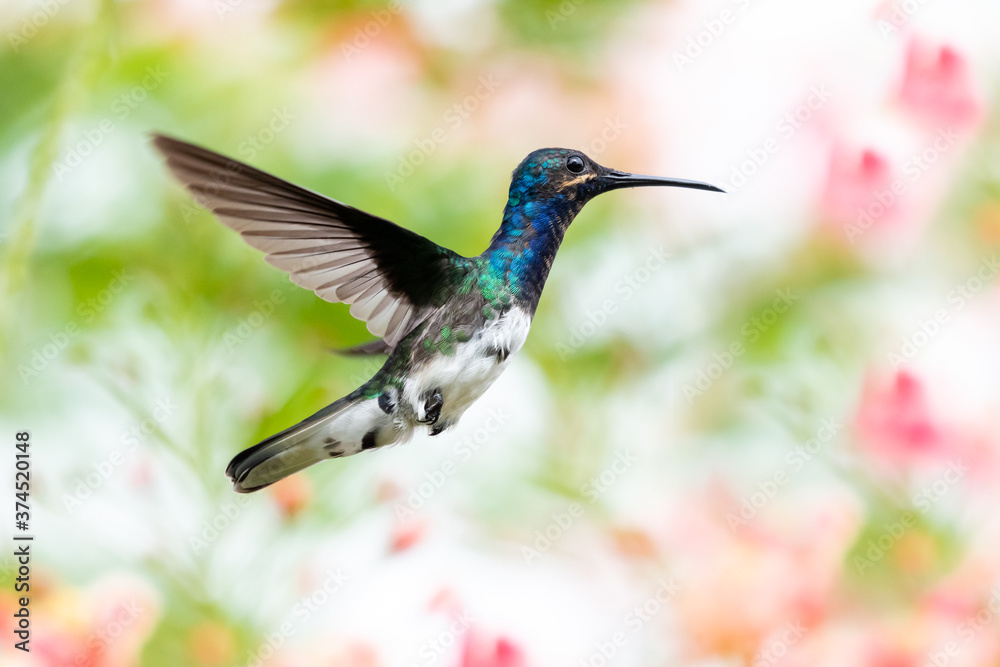 A juvenile White-necked Jacobin hovering in the air with Pride of Barbados flowers blurred in the background. Hummingbird hovering, Bird in a garden, Hummingbird in natural habitat, isolated bird A juvenile White-necked Jacobin hovering in the air with Pride of Barbados flowers blurred in the background. Hummingbird hovering, Bird in a garden, Hummingbird in natural habitat, isolated bird