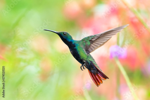 A Black-throated Mango hummingbird hovering with a blurred background. Hummingbird in a garden. Brightly colored bird, bird in natural surroundings, isolated hummingbird