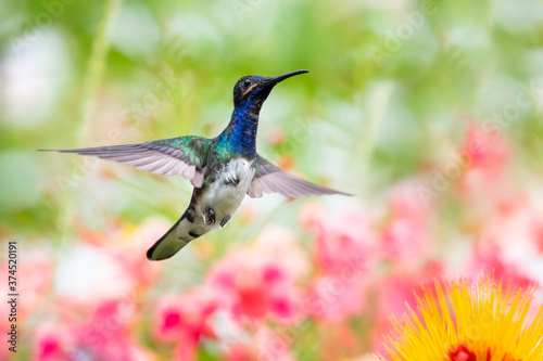 A juvenile White-necked Jacobin hummingbird, florisuga mellivora, hovering in the air with a colorful floral background in a tropical garden