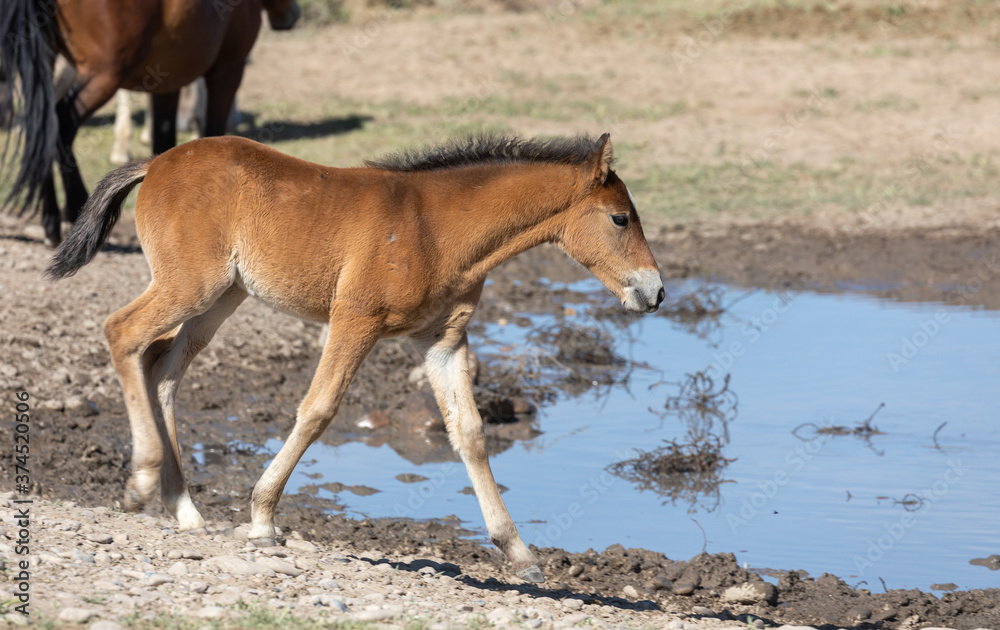Cute Wild Horse Foal in the Utah Desert Cute Wild Horse Foal in the Utah Desert