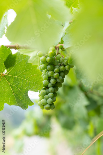 Wallpaper Mural Green unripe grapes on a vine with leaves in a vinyard Vitis vinifera Torontodigital.ca