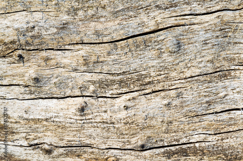 Abstract Wood texture background and bark tree. Selective focus