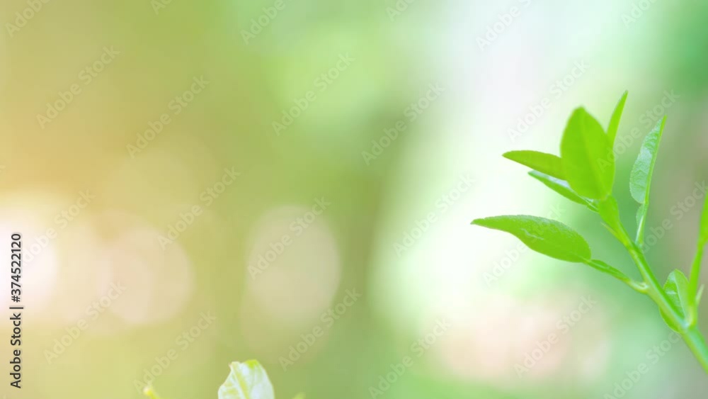 green leaves on a sunny day green leaves on a sunny day