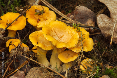 Beautiful chanterelle mushrooms in the forest. Shallow depth of field (DOF)