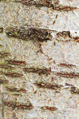 Relief texture white tree bark with ants on it. Birch bark. Selective focus