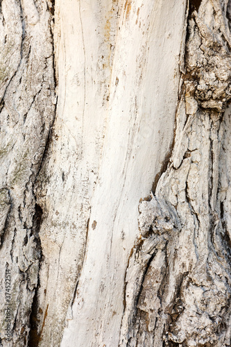 Embossed texture of the brown bark, as background for your design.