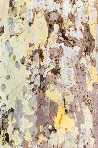 Embossed texture of the brown bark, as background for your design.