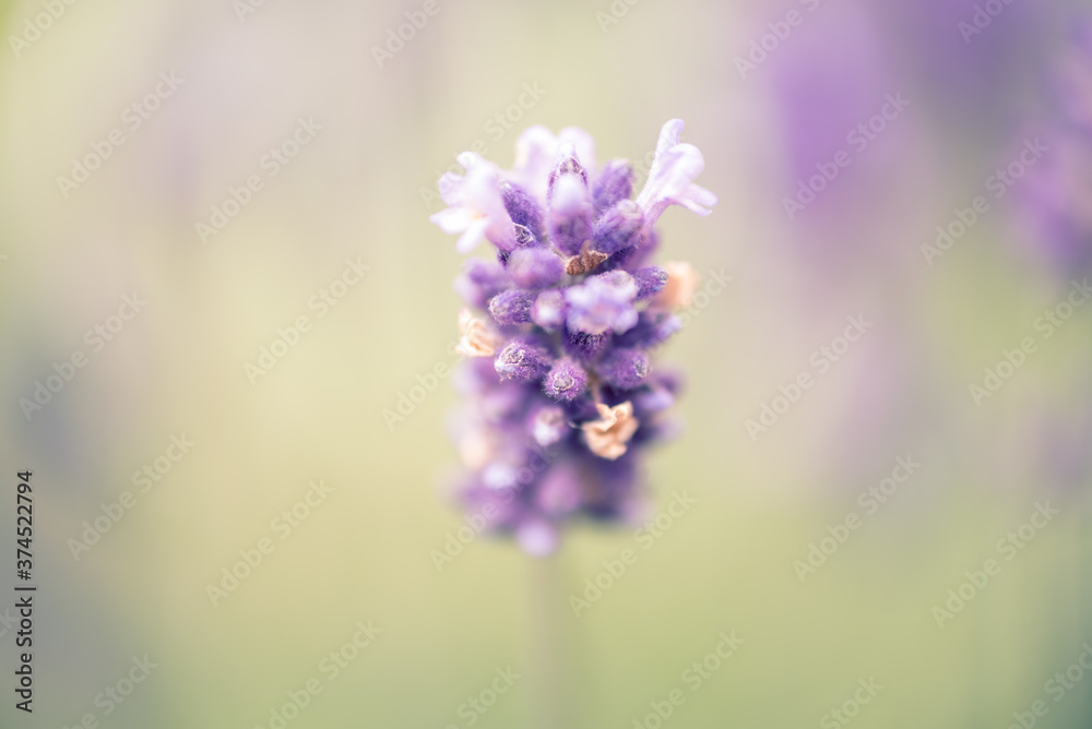 Obraz premium Lavender Softness
