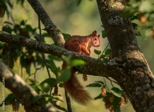 Eichhörnchen Pause