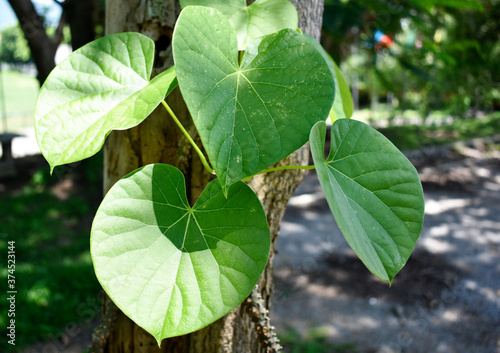 Heart-leaved moonseed (Tinospora crispa), with green heart-shaped leaves on a blurred background, is an herb to control blood pressure and diabetes.  photo