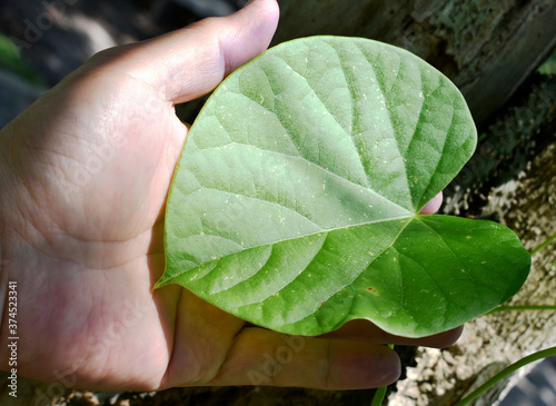 Heart-leaved moonseed (Tinospora crispa), with green heart-shaped leaves on a blurred background, is an herb to control blood pressure and diabetes.  photo
