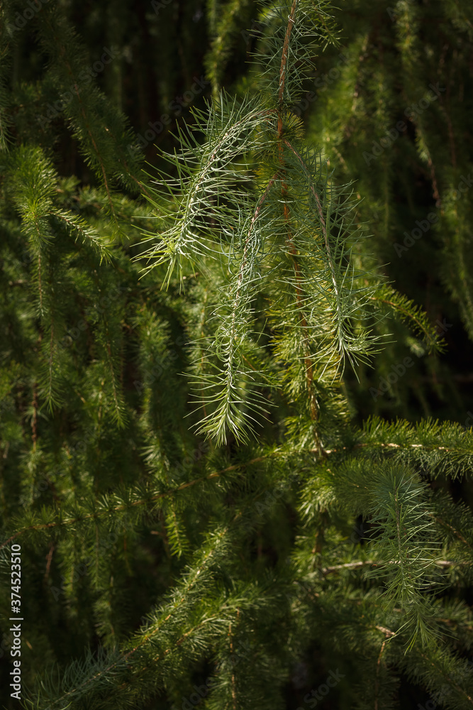Branch of a coniferous tree. Larch. The small depth of field.