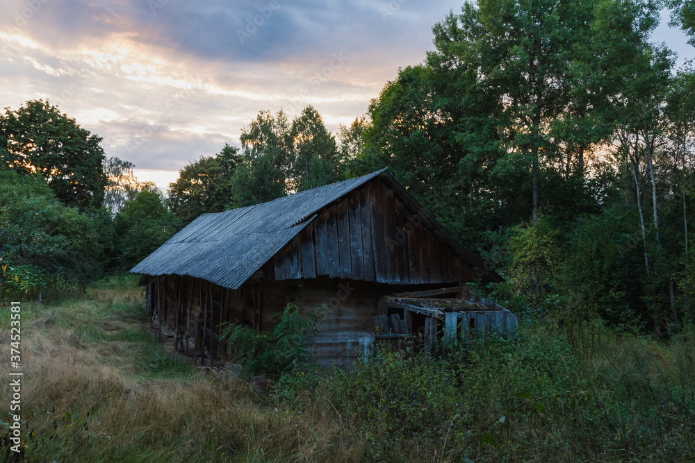 Abandoned old wooden house among the green trees and tall grass. Rural landscape. Evening