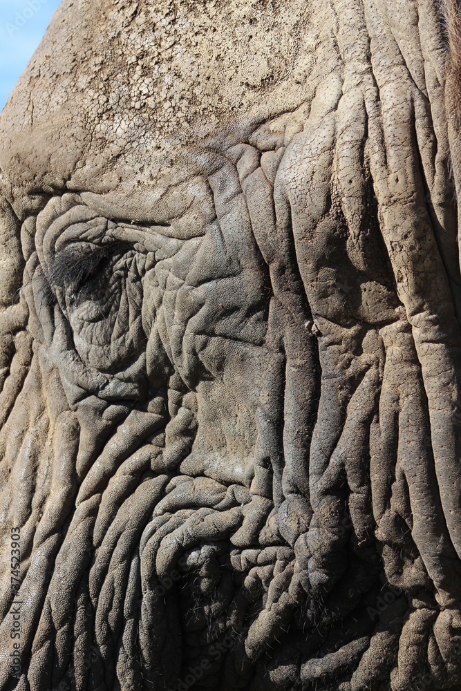 elephant head very close up - beautiful wrinkles elephant head very close up - beautiful wrinkles