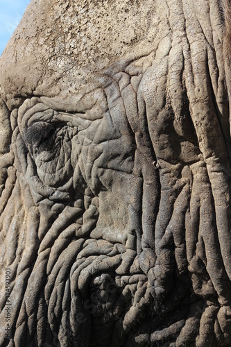 elephant head very close up - beautiful wrinkles © Silvia