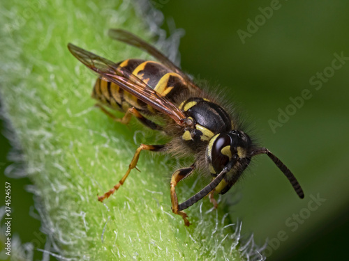 Common wasp, Gemeine Wespe (Paravespula vulgaris) © scubaluna